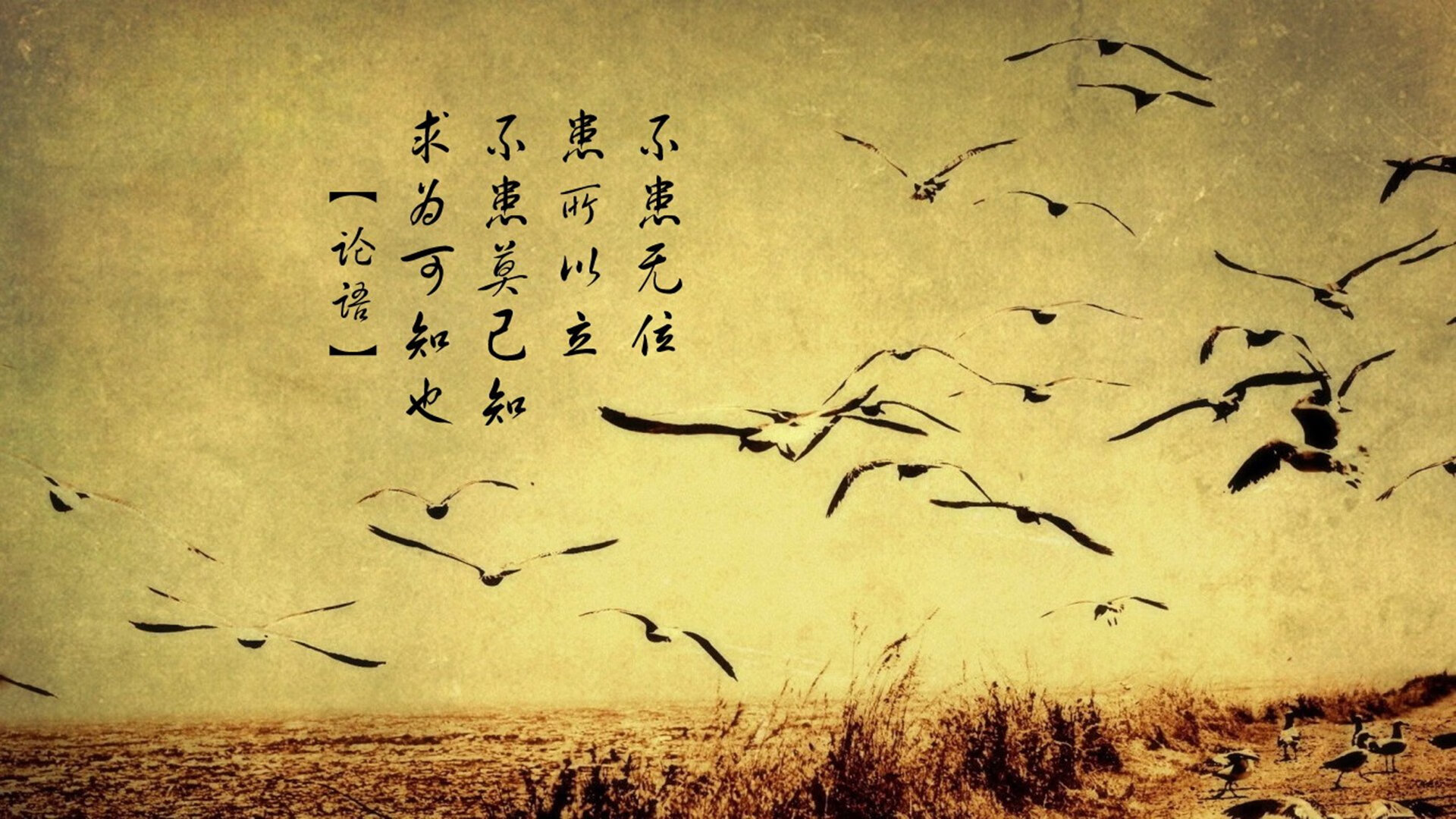 跨界风暴，猛龙篮球火力全开，东契奇足球式接管引领争冠