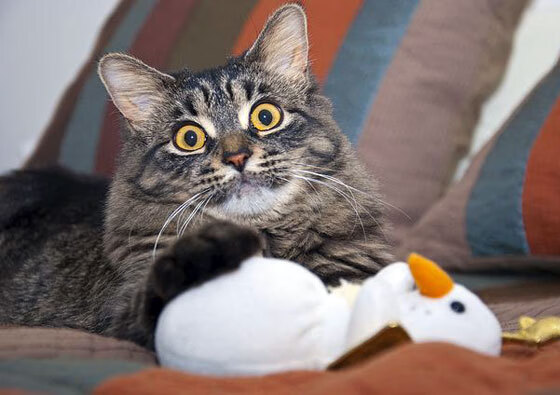 哈弗茨的头球折叠了时空，一场本不该存在的南美德比