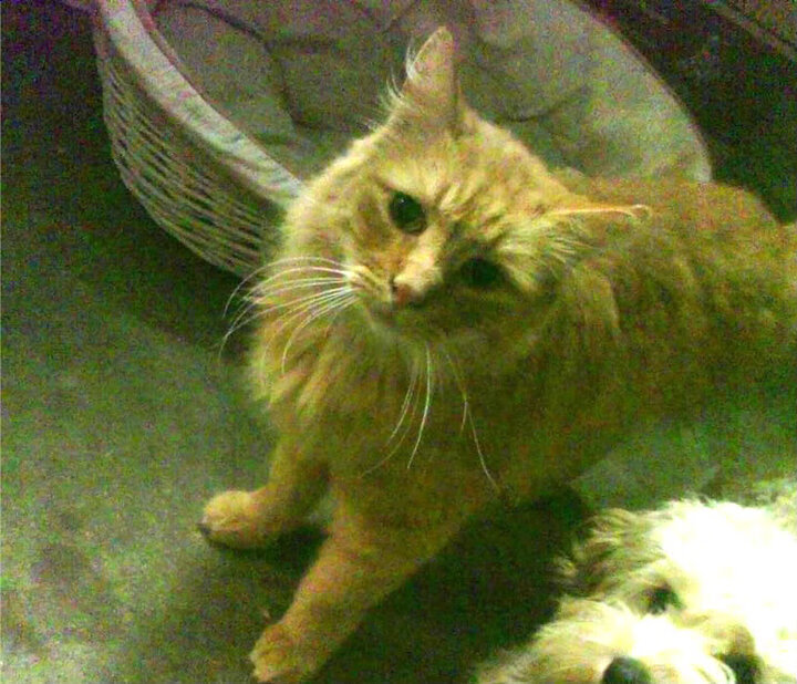 时空裂痕中，那个为吉林队打球的外援伦纳德