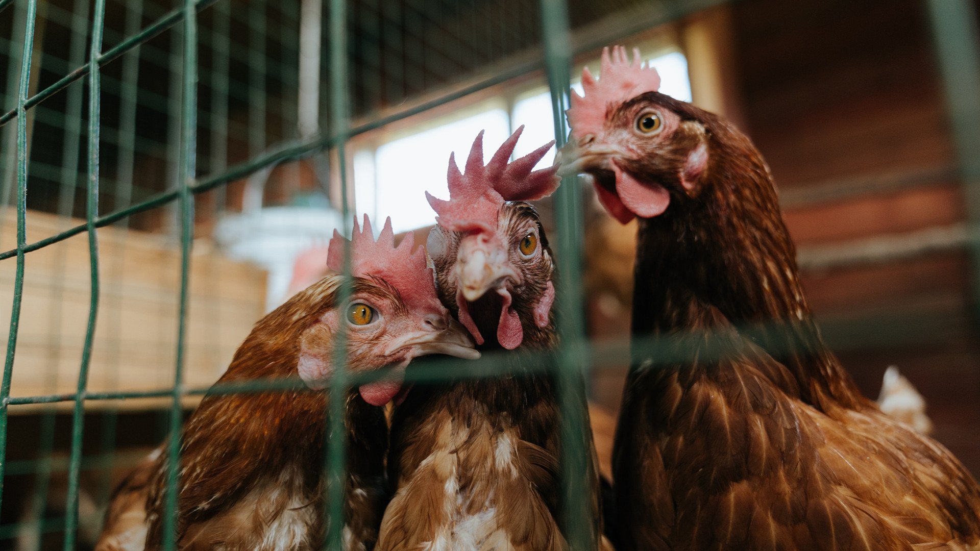冷门风暴中的天使之翼,迪马利亚如何用一脚弧线写就唯一传奇
