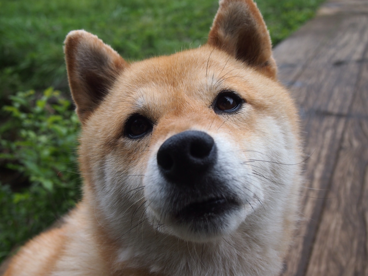 摩纳哥F1之夜的绿茵幽灵，当库尔图瓦在街道赛门线接管比赛