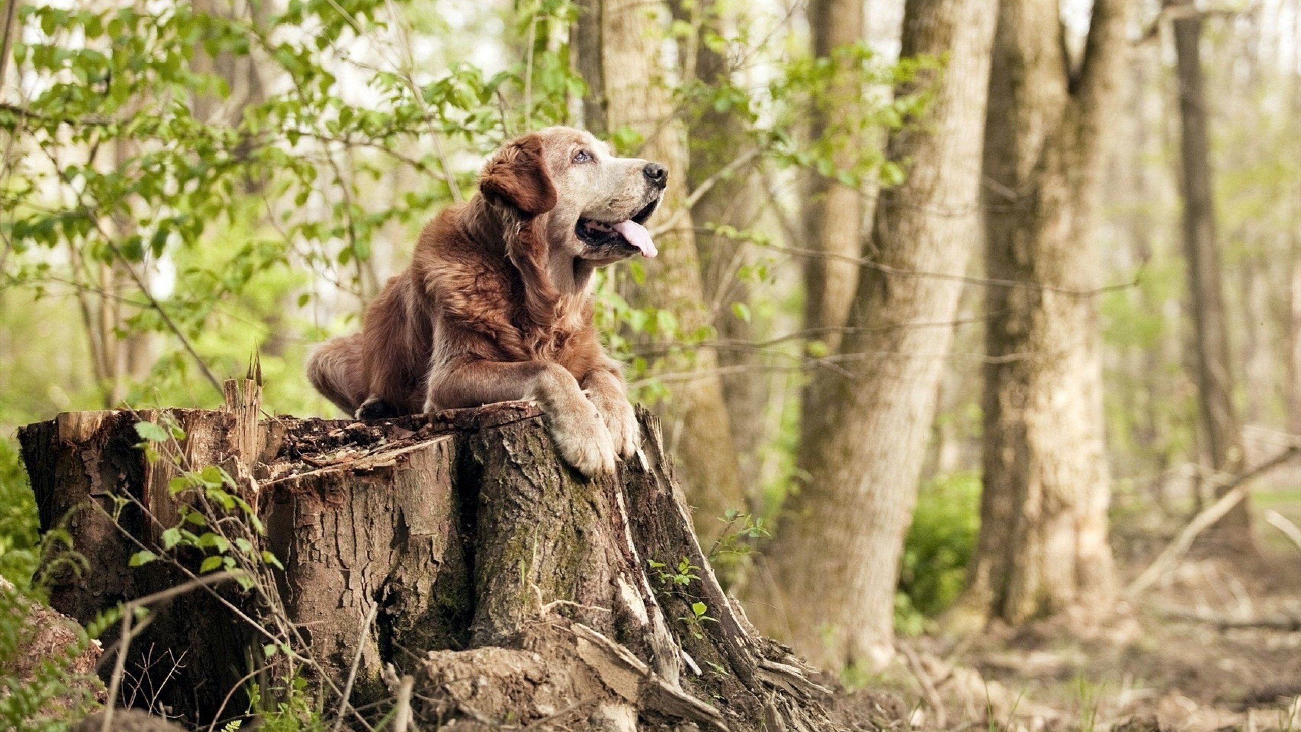 当绿茵场只相信一个人,卢卡库如何用脚背定义了爱尔兰与威尔士的夜晚