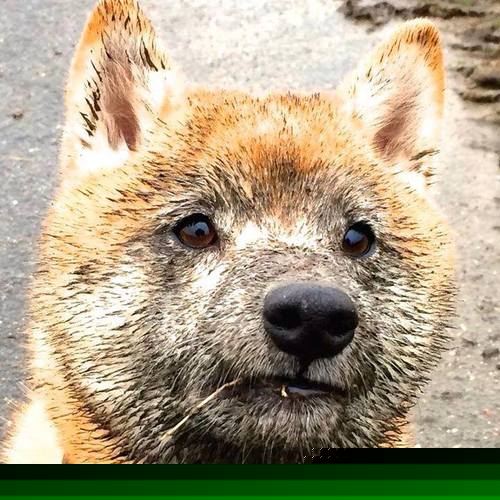 破茧成神,萨卡的生涯封神夜,一场无法复制的年度焦点战