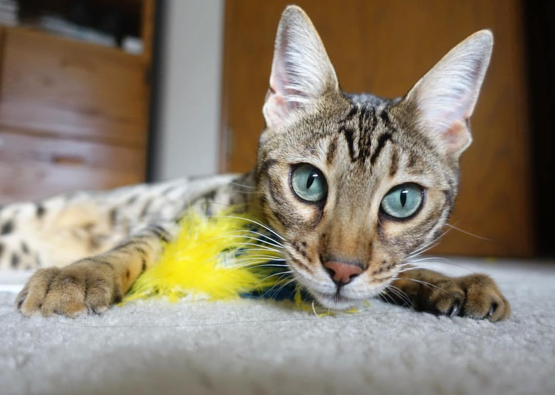 跨界交锋与王者时刻，尼克斯大胜广东队，伦纳德西决生死战主宰赛场