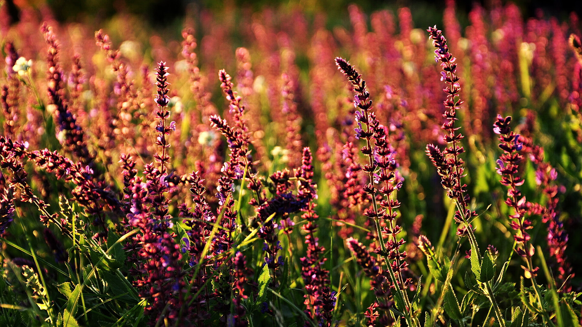 1.楚阿梅尼,欧冠暗夜中的唯一灯塔