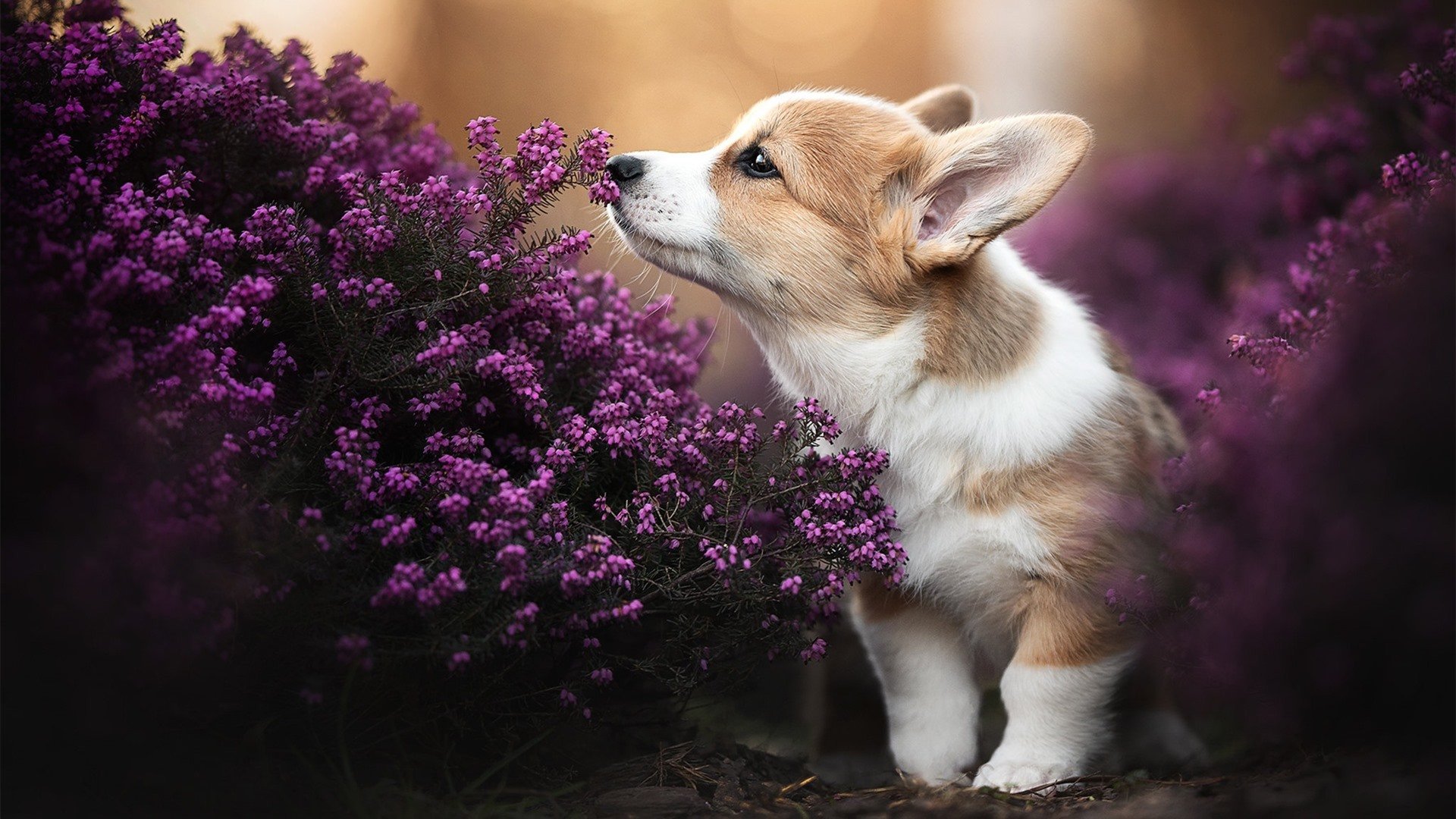 恩佐时刻，凌晨三点的贝多芬